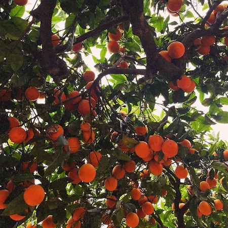 Rosa 3* Torre del Greco