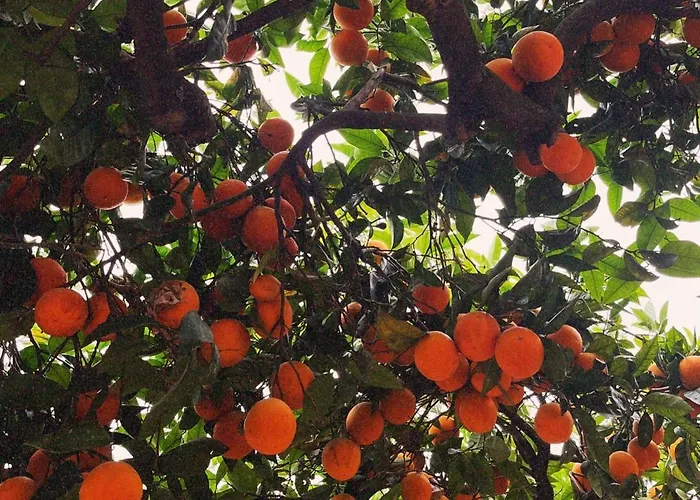 Rosa 3* Torre del Greco